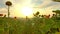 A large beautiful field of sunflowers at sunset.