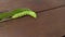 large beautiful green caterpillar Sphinx ligustri eats privet leaf, crawls wooden surface.