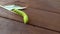 Large beautiful green caterpillar Sphinx Ligustri eats privet leaf, crawls wooden surface.