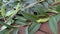 large beautiful green caterpillars eating privet leaves. caterpillars Sphinx ligustri, Fauna of Ukraine. Summer.