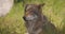 Large beautiful grey wolf rests in the shadow at the grass in forest