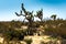 Large Beautiful Joshua Tree Formations