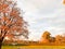 A large beautiful natural tree with a thick trunk sweeping branches, red and yellow fallen autumn leaves. Autumn landscape