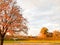 A large beautiful natural tree with a thick trunk sweeping branches, red and yellow fallen autumn leaves. Autumn landscape