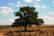 A large beautiful oak tree on a field