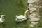 A large, beautiful pair of white geese swims in a pond by the coast, lined with rough stones.