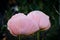 Large, beautiful pink poppy blossoms light, glorious and splendid in a garden