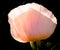 Large, beautiful pink poppy blossoms light, glorious and splendid in a garden