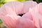 Large, beautiful pink poppy blossoms light, glorious and splendid in a garden