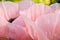 Large, beautiful pink poppy blossoms light, glorious and splendid in a garden