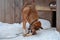 A large beautiful red dog on a chain next to a doghouse chews on a frozen bone