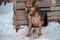 A large beautiful red dog on a chain next to a doghouse in a shelter for homeless dogs