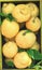 Large beautiful ripe yellow lemons with green leaves
