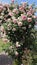 Large beautiful rose bush with many pink flowers