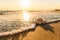 A large beautiful shell lies on the seashore at sunset.