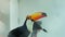 A large, beautiful toucan with a bright yellow beak.