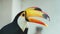 A large, beautiful toucan with a bright yellow beak.
