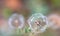 Large  beautiful  transparent and light dandelion in summer on the street on a beautiful background