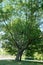 A large beautiful tree with long thin branches, Hyde Park