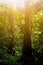 Large beautiful trees in the rain forest of the Borneo Island. Symbiosis of plants. Image in green colors