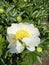 Large beautiful white flower of peony