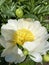 Large beautiful white flower of peony