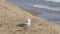 Large beautiful white seagull walks on the shore of a clear blue sea over the sand