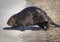 Large Beaver Crossing a Road