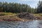 Large beaver dam on the Barron River