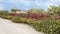 Large bed of purple bougainvillea and lantana with prickly pears