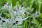 Large bee-fly bombylius major pollinating dark purple nonea monkswort, nonea rossica flower