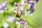 Large bee-fly collecting nectar on blooming lilac