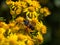 A large bee-like fly sits on a yellow flower, macro. Hover flies, also called flower flies or syrphid flies, Syrphidae