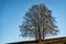 Large Beech Tree Without Leaves in Autumn - Lessinia Plateau Veneto Italy