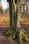 a large beech tree with overgrown moss roots in the Sababurg jungle