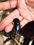 A large beetle being held in the palm of a traveler hiking Mount