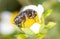 Large beetle on a white flower in nature