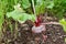 Large beetroot growing in a vegetable bed