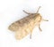 Large Beige Tussock Moth on a White Background
