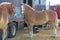 Large Belgian Draft Horses Tied To Transport Trucks