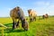 Large Belgian horse is eating grass at the other side