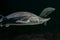 Large Beluga fish also known as great sturgeon or huso huso is swiming underwater. Close up view