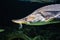 Large Beluga Kaluga fish swims under water