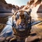 Large Bengal tiger swimming in a lake surrounded by rocky terrain in the background