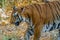 Large Bengal tiger walking across some grass and rocks