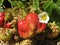 Large berry ripe strawberries and a white flower in the garden, close-up.