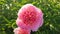 Large big peony flower with large petals pink crimson red color with stamens