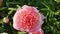 Large big peony flower with large petals pink crimson red color with stamens