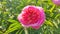 Large big peony flower with large petals pink crimson red color with stamens