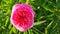 Large big peony flower with large petals pink crimson red color with stamens